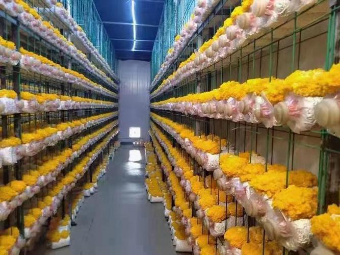 产地热卖产品扫码技术与咨询指南